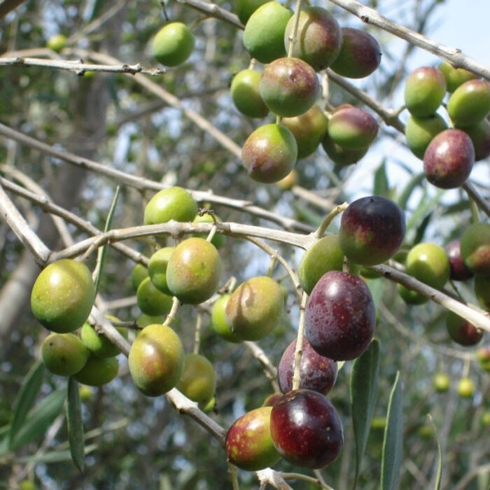 Olive Tree (Pendolino)