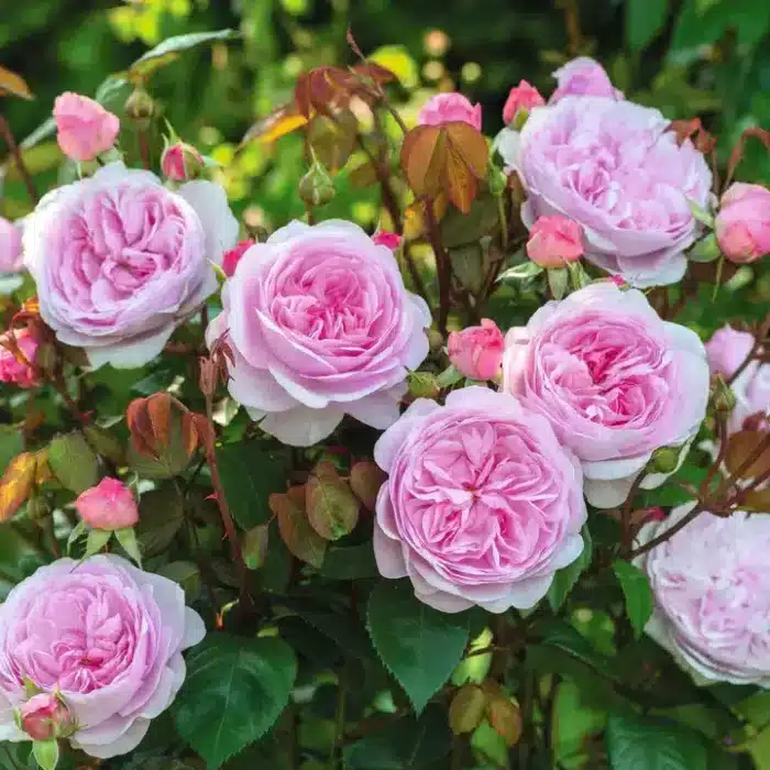 David Austin Rose (Olivia Rose)