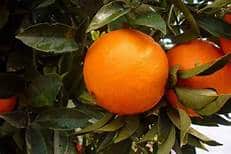 Orange (Lane Late Navel)