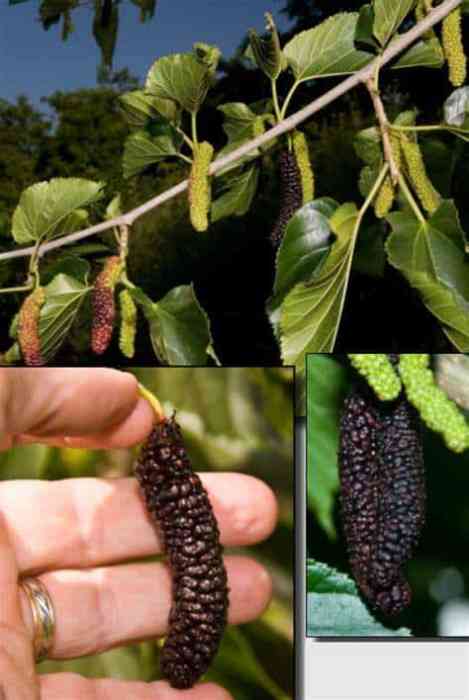 Pakistan Mulberry Tree (Cooke's)