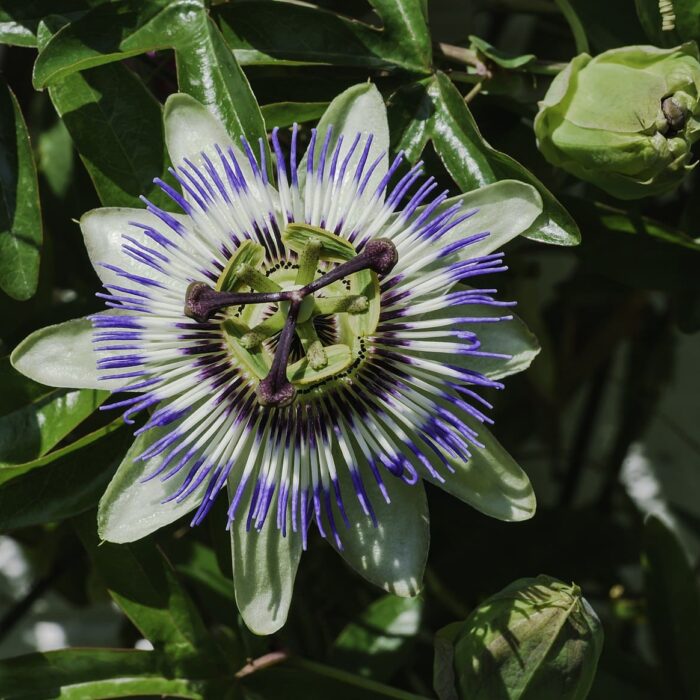 passiflora caurulea