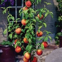 Peach Tree (Bonanza) Miniature