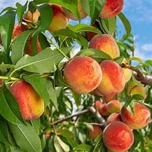 Peach Tree (Reliance)