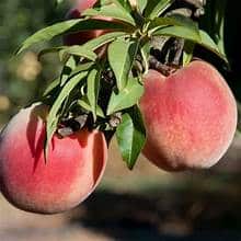 Peach Tree (Snow Babe) Miniature