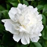 Peony (Duchesse de Nemours)