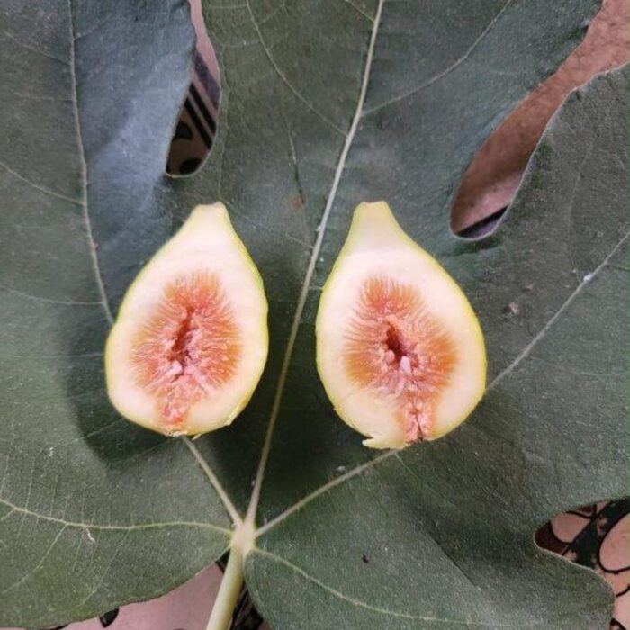 Fig Tree (Pingo De Mel)