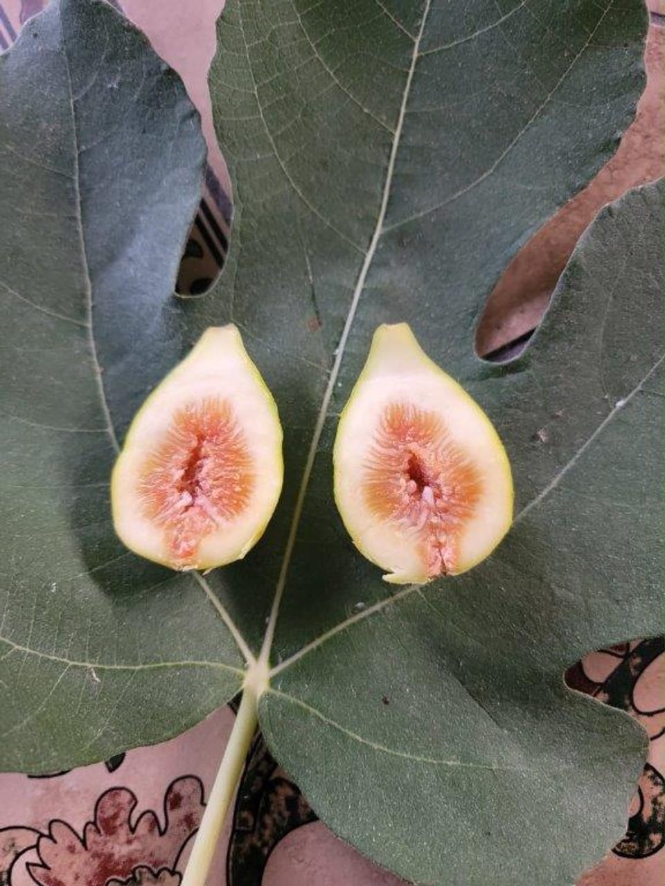 Fig Tree (Pingo De Mel)
