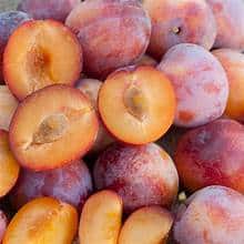 Plum Cherry Tree (Flavor Punch)