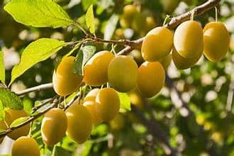 Plum Tree (Yellow Egg)