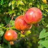 Pomegranate (Desertnyi)