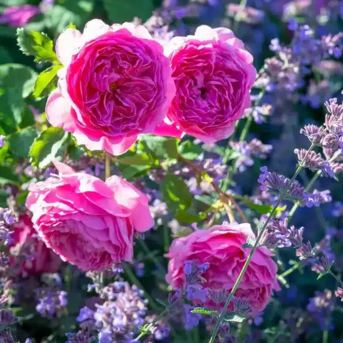 David Austin Rose (Princess Alexandra of Kent)