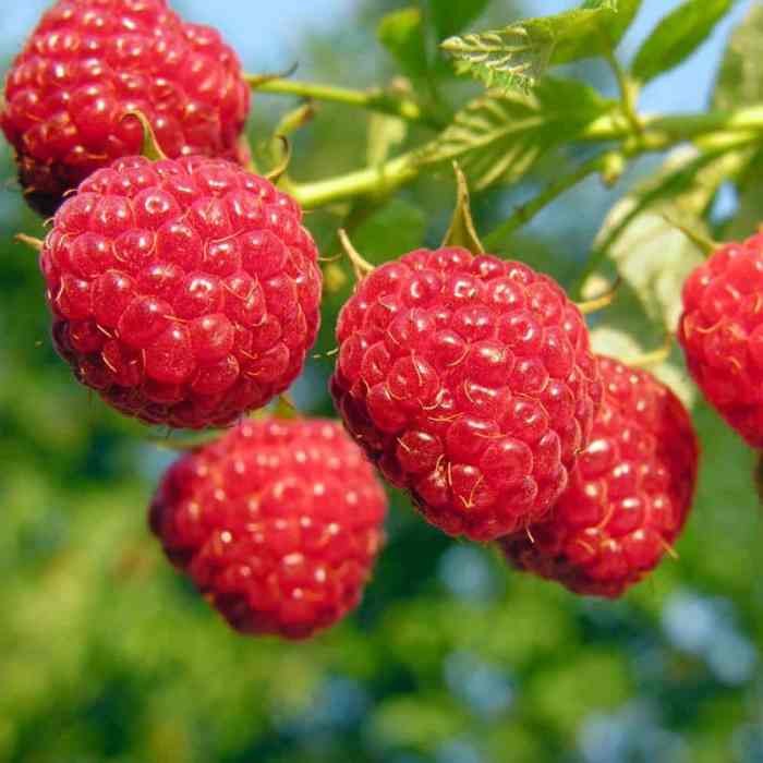 Raspberry (Joan J Everbearing)