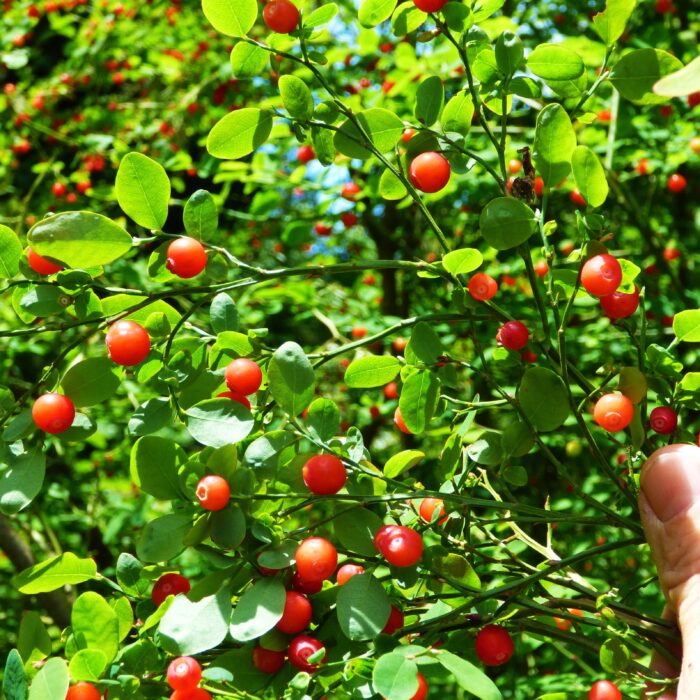 Red Huckleberry