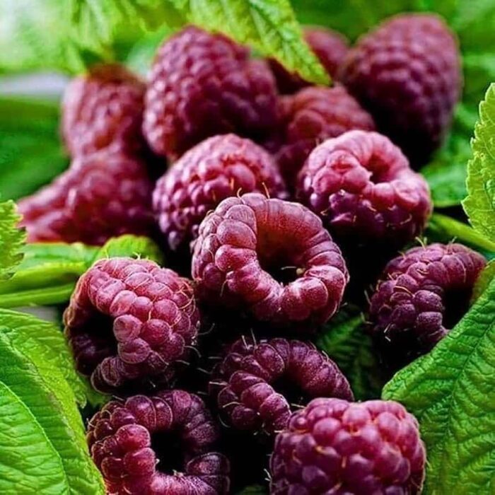 Purple Raspberry (Royalty Purple)