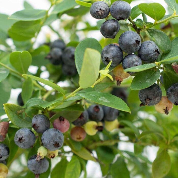 Blueberry (Sapphire Cascade)