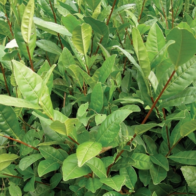 Large Leaf Tea Plant (Camellia Sinensis)
