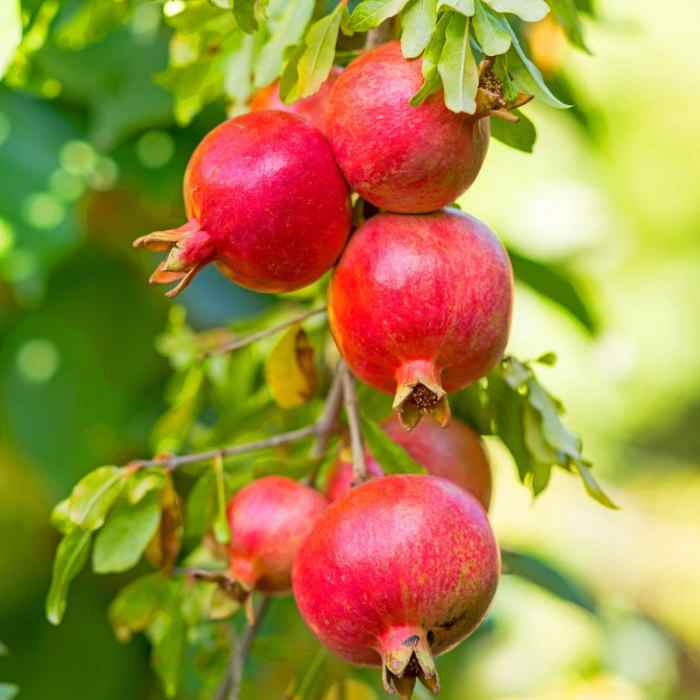 Pomegranate (Sumbar)