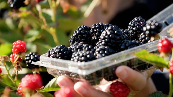 Blackberry (Sweet Ark Immaculate)