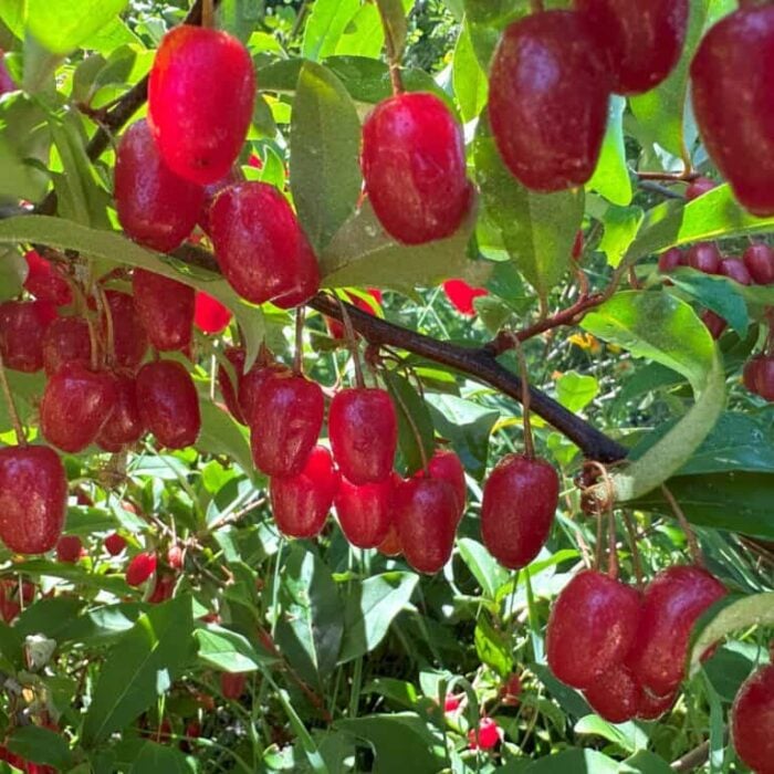 Goumi Berry (Tillamook)