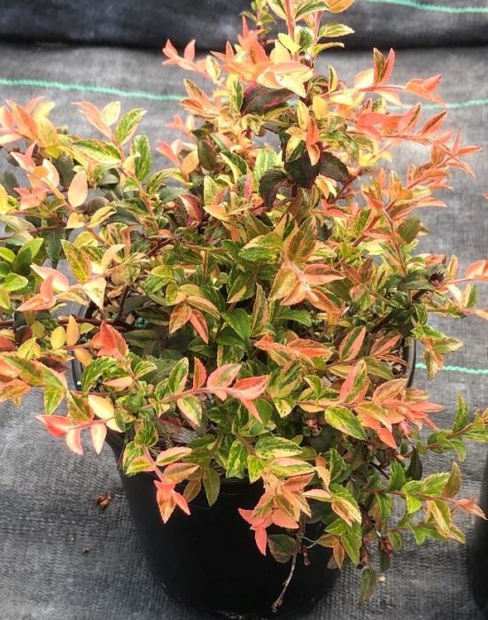 Evergreen Huckleberry (Cascade Sunburst)