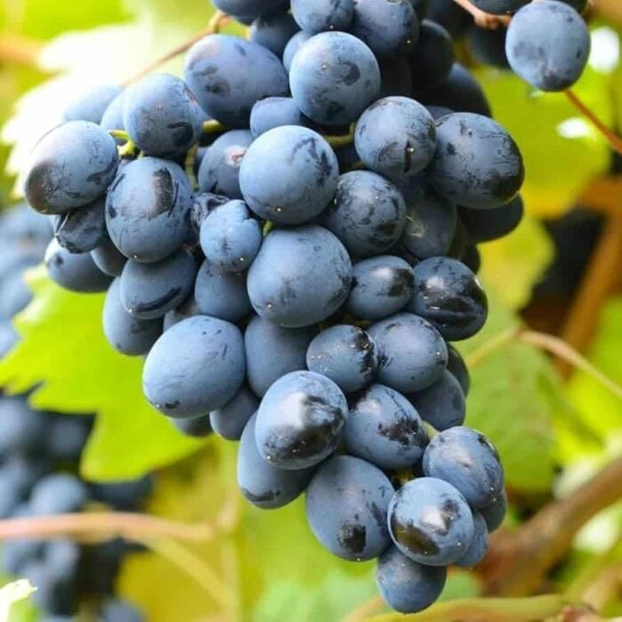 Grape Vine (Venus)