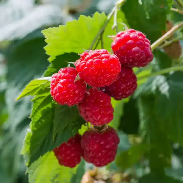 Raspberry (Williamette)