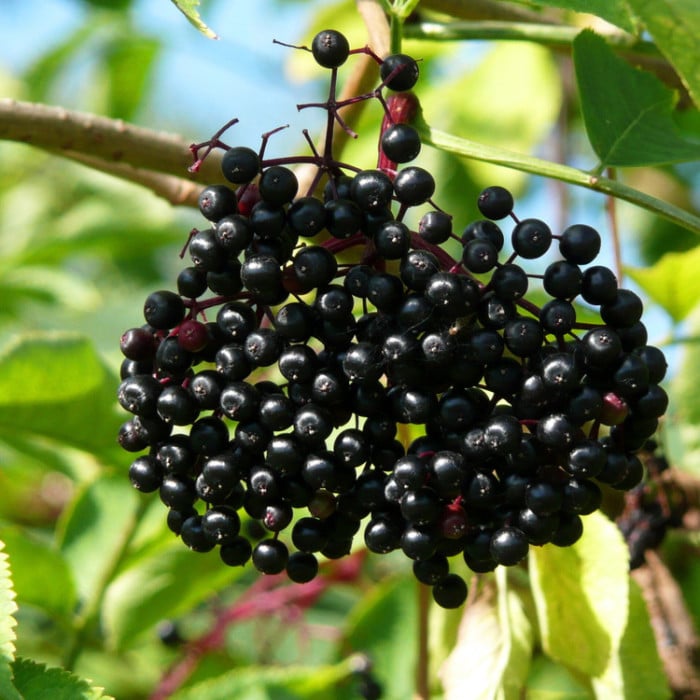 Elderberry (Adams)