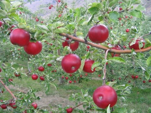 Apple Tree (Akane)