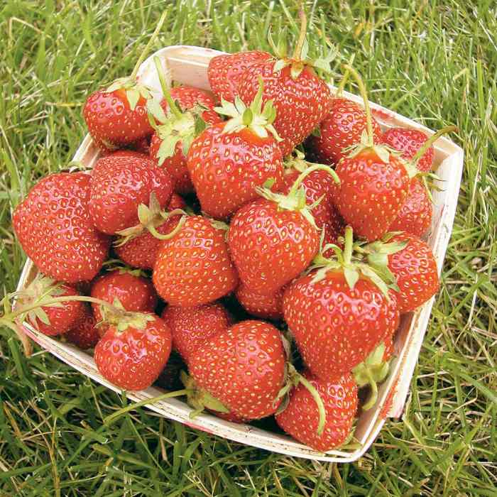 Strawberry (Allstar)