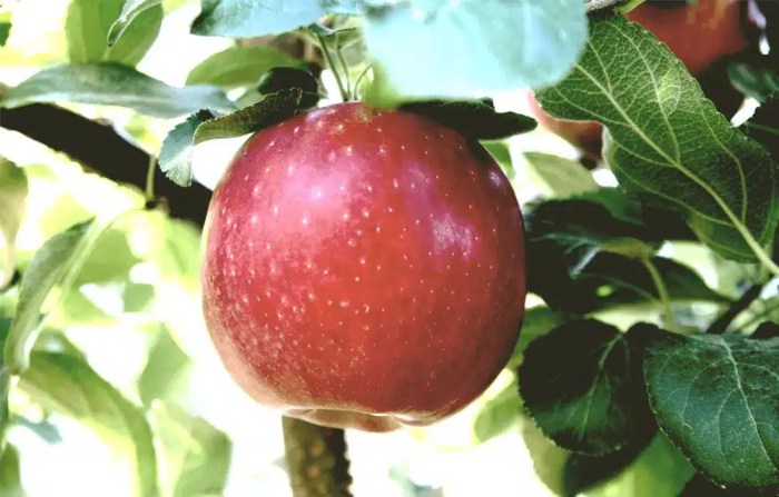 3 Tier Espaliered  Cosmic Crisp®️ Apple Tree