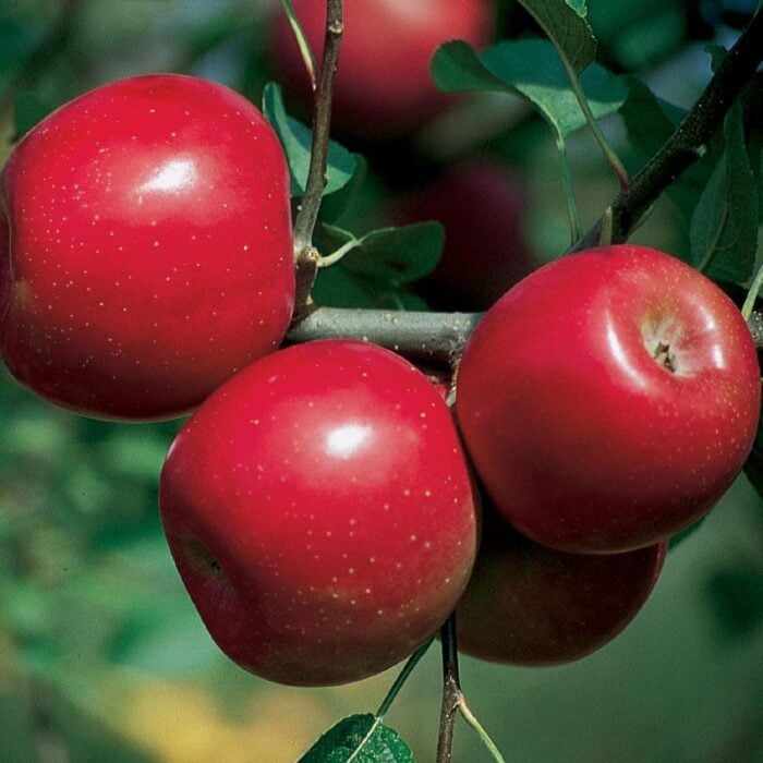 4 in 1 Combination Apple Tree #3