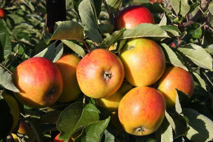 Apple Tree (Holstein)