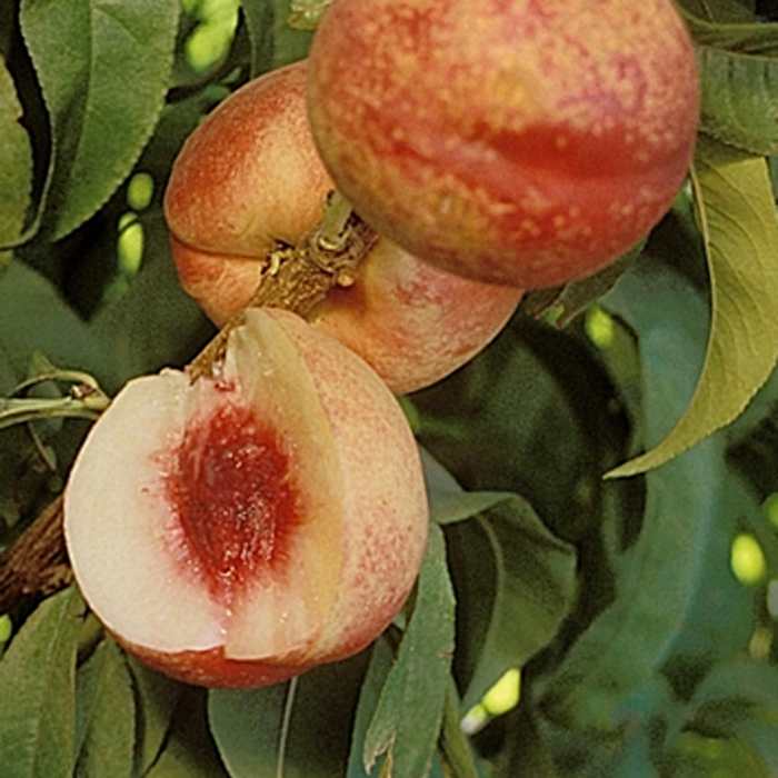 White Nectarine (Arctic Blaze)