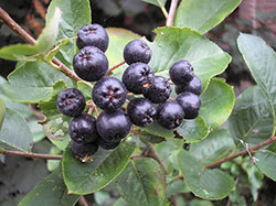 Aronia Berry (Viking)