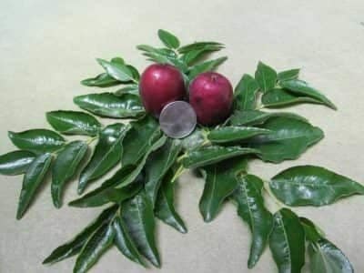 Jujube (Autumn Beauty ™ )