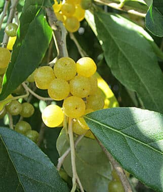 Autumn Olive (Amber)