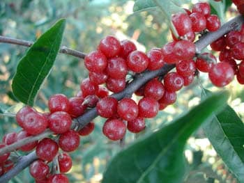 Autumn Olive (Ruby)