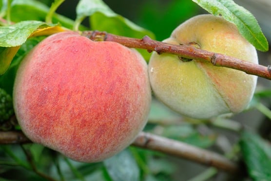 Peach Tree (Avalon Pride)