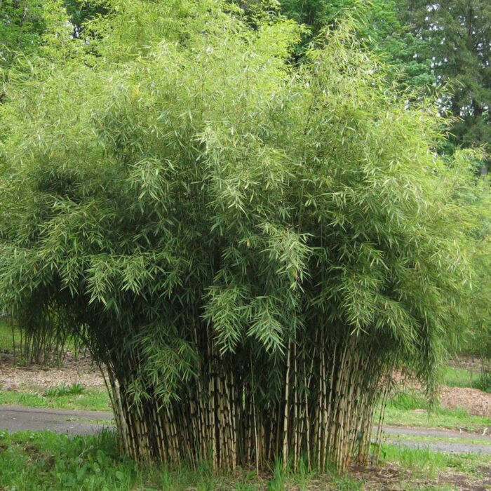 Clumping Bamboo (Ivory Column) Campbell