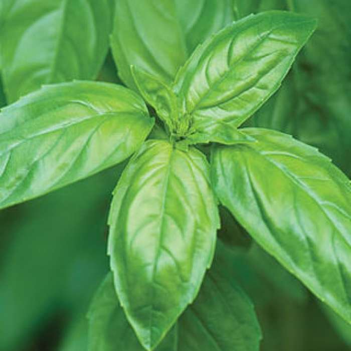Basil (Genovese)