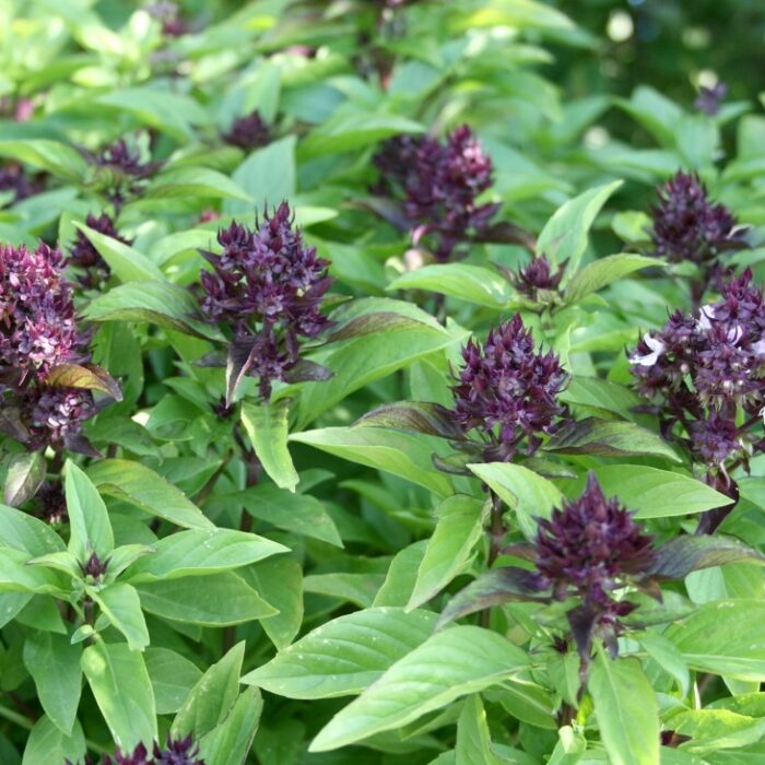 Basil (Thai Siam Queen)