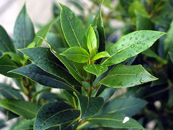 Bay Tree (Bay Leaf)