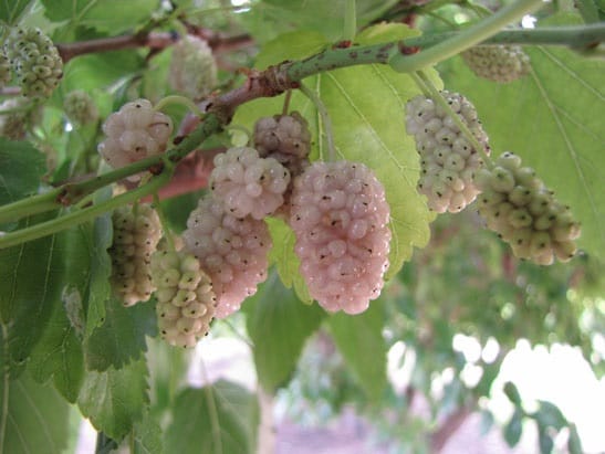 Mulberry (Beautiful Day)