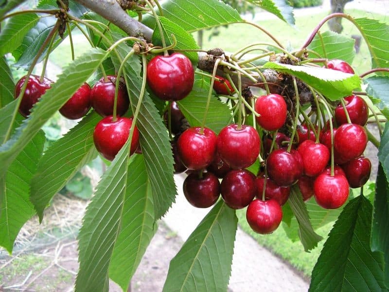 Cherry Tree (Bing)