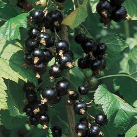 Black Currant (Noir De Bourgogne)
