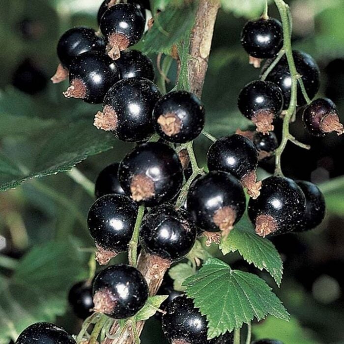 Black Currant (Black September)