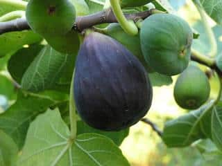 Fig Tree (Black Mission)