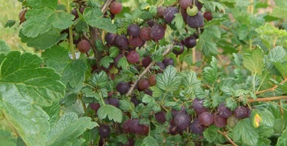 Gooseberry (Black Velvet)