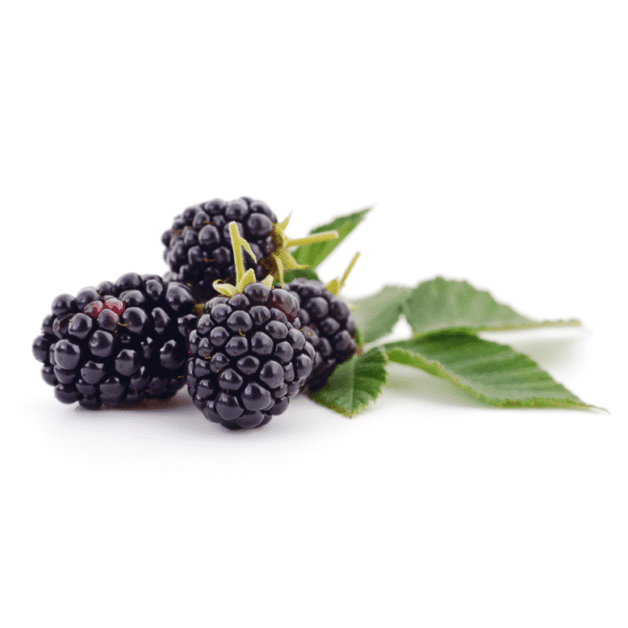 Blackberry Thornless (Apache)