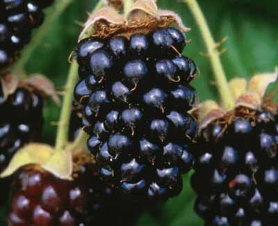 Marionberry